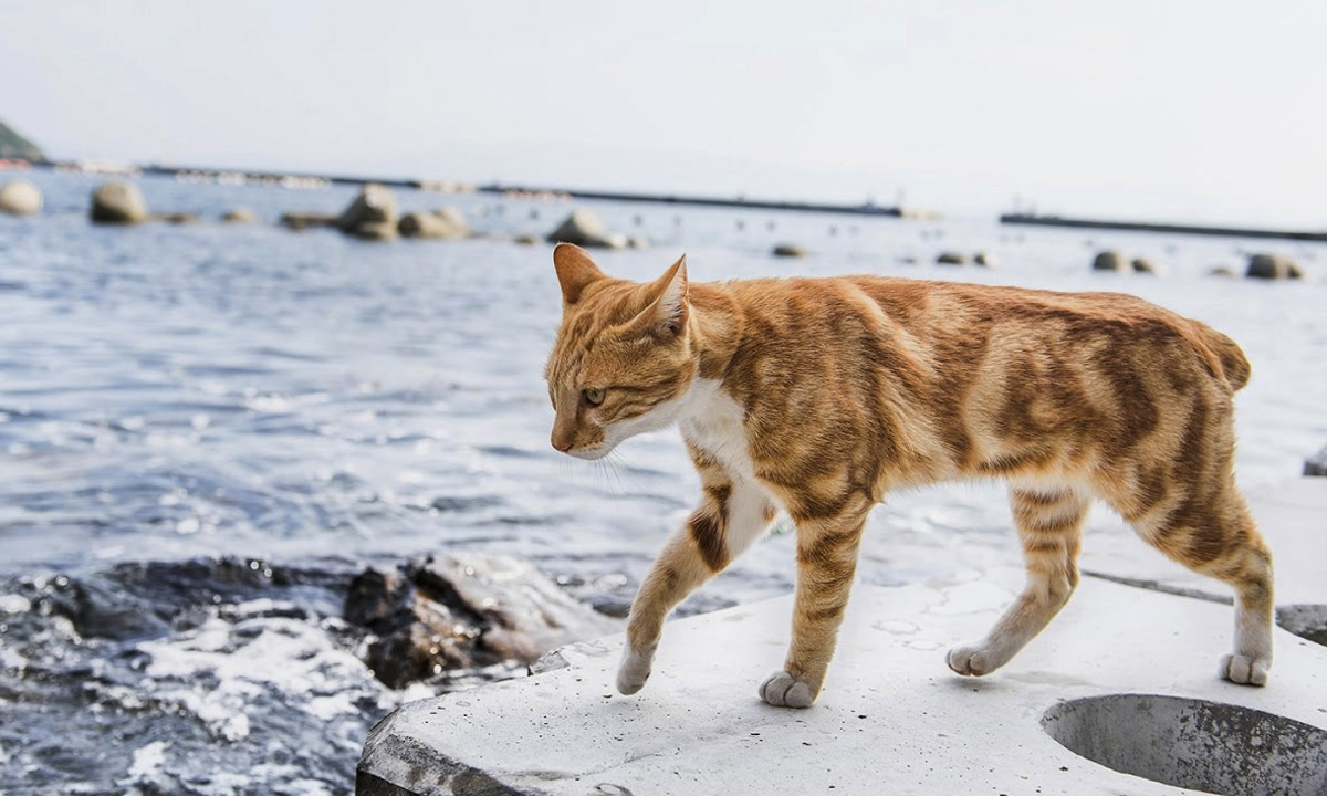 Japan's “cat island” Aoshima is being overwhelmed by tourists